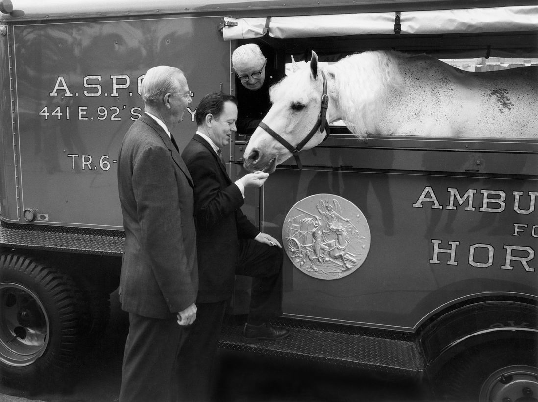 A horse ambulance<br>